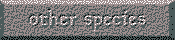 Spcies d'un autre 'genera'